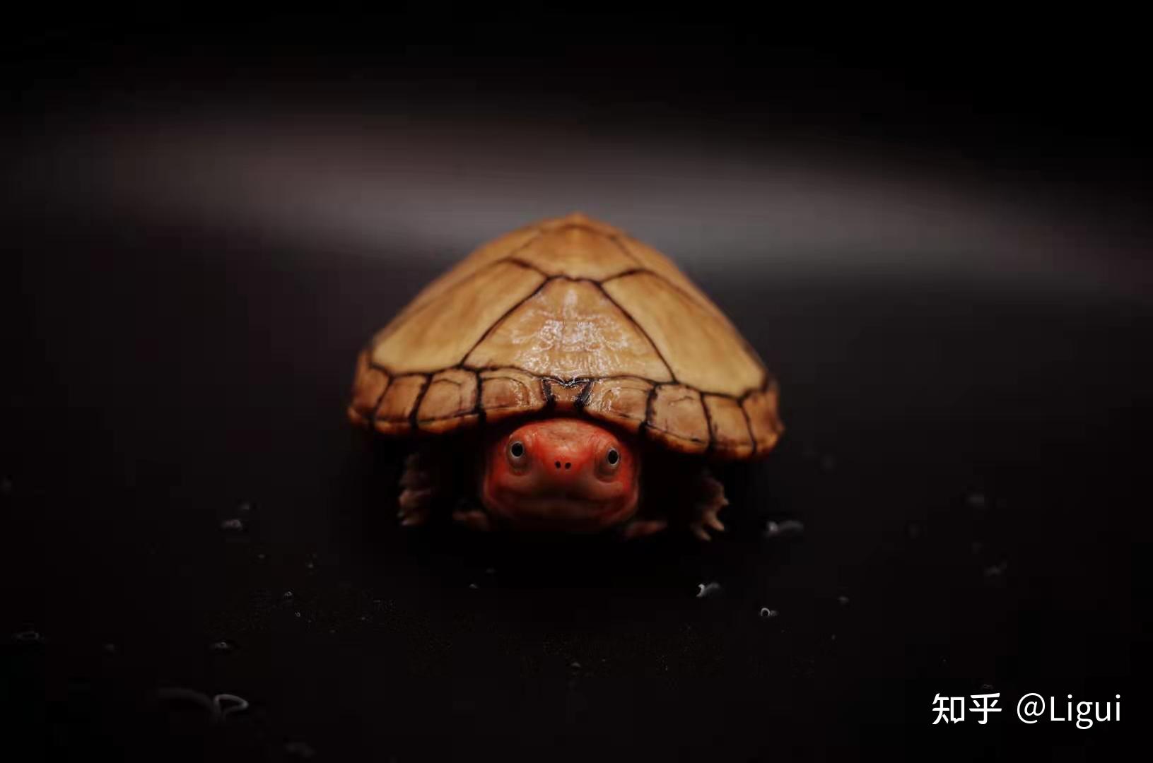 红面蛋龟/红面泥龟的饲养方式 - 知乎
