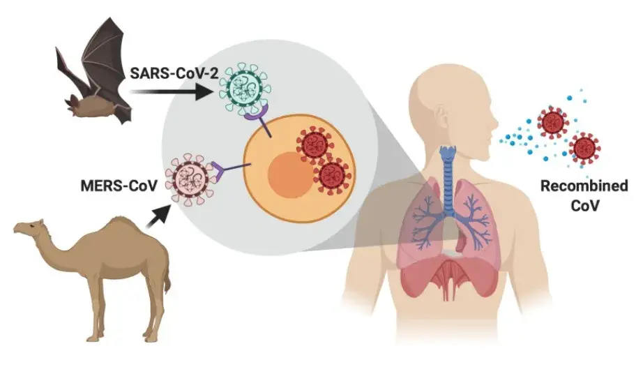 该论文通过计算分析,发现新冠病毒和mers病毒的orf1ab基因区域内存在