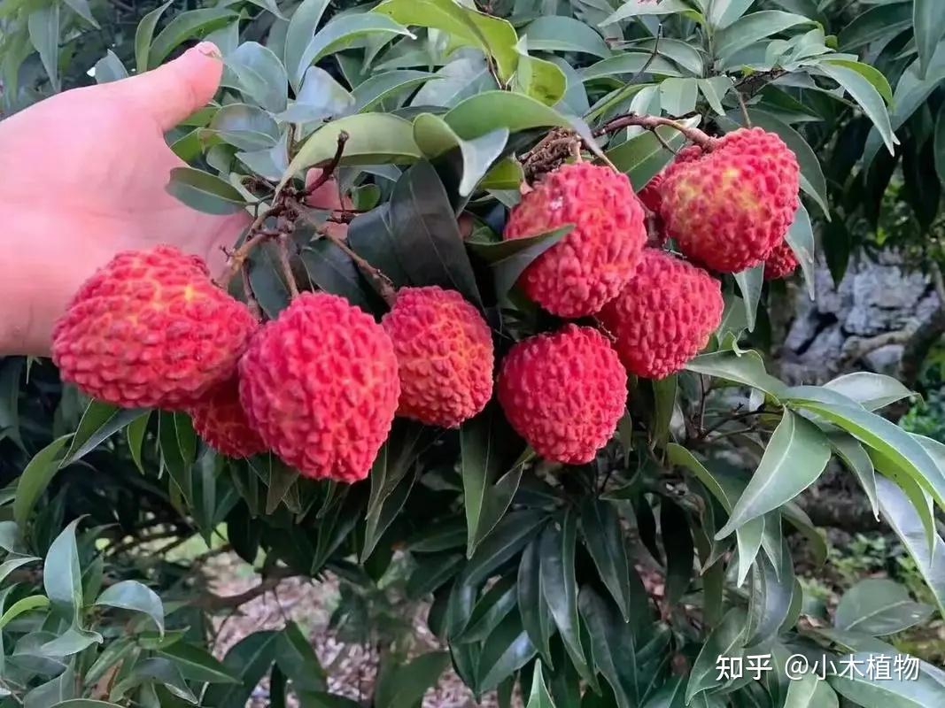 荔枝品种大全：从“妃子笑”到“荔枝王”，谁是你的最爱？ - 知乎