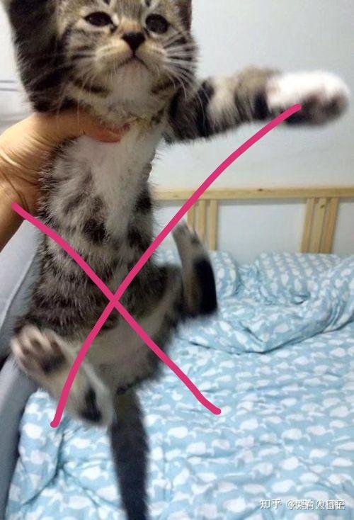 猫咪的护理之正确的抱猫姿势 - 知乎