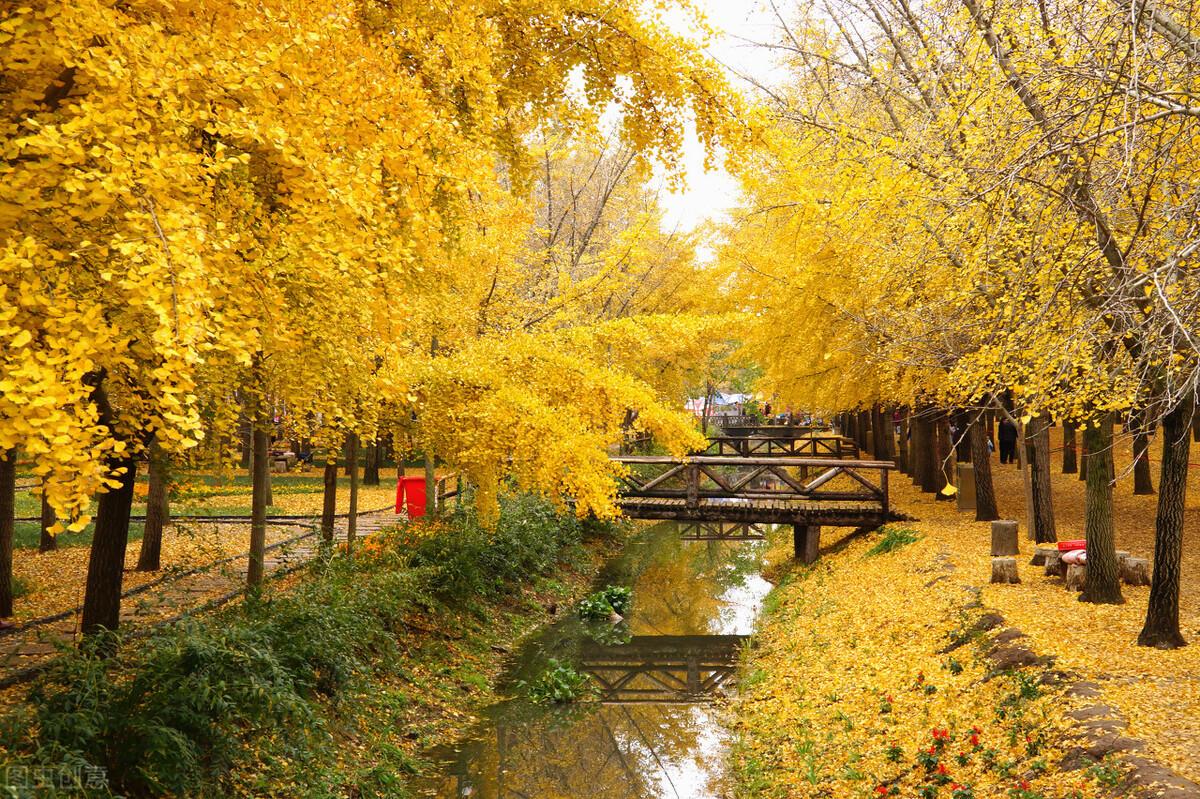 上海秋景最美的公园图片