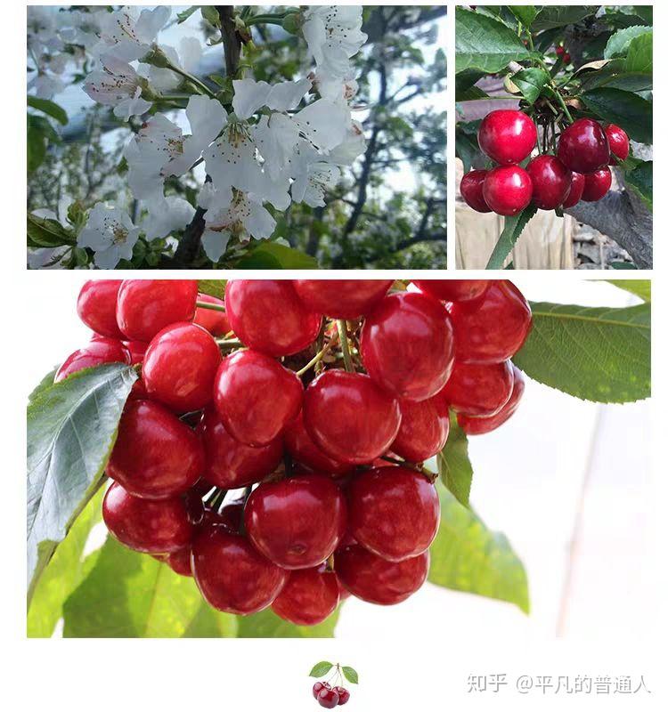 樱珠树苗的心酸 - 知乎