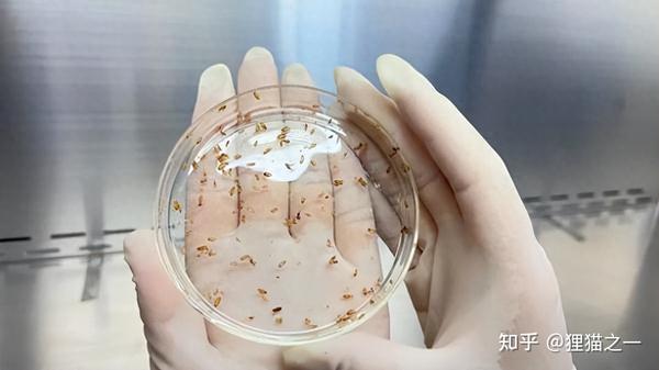海关截获96只活体蛆症异蚤蝇,属输入性病媒生物,它们有多危险? - 知乎