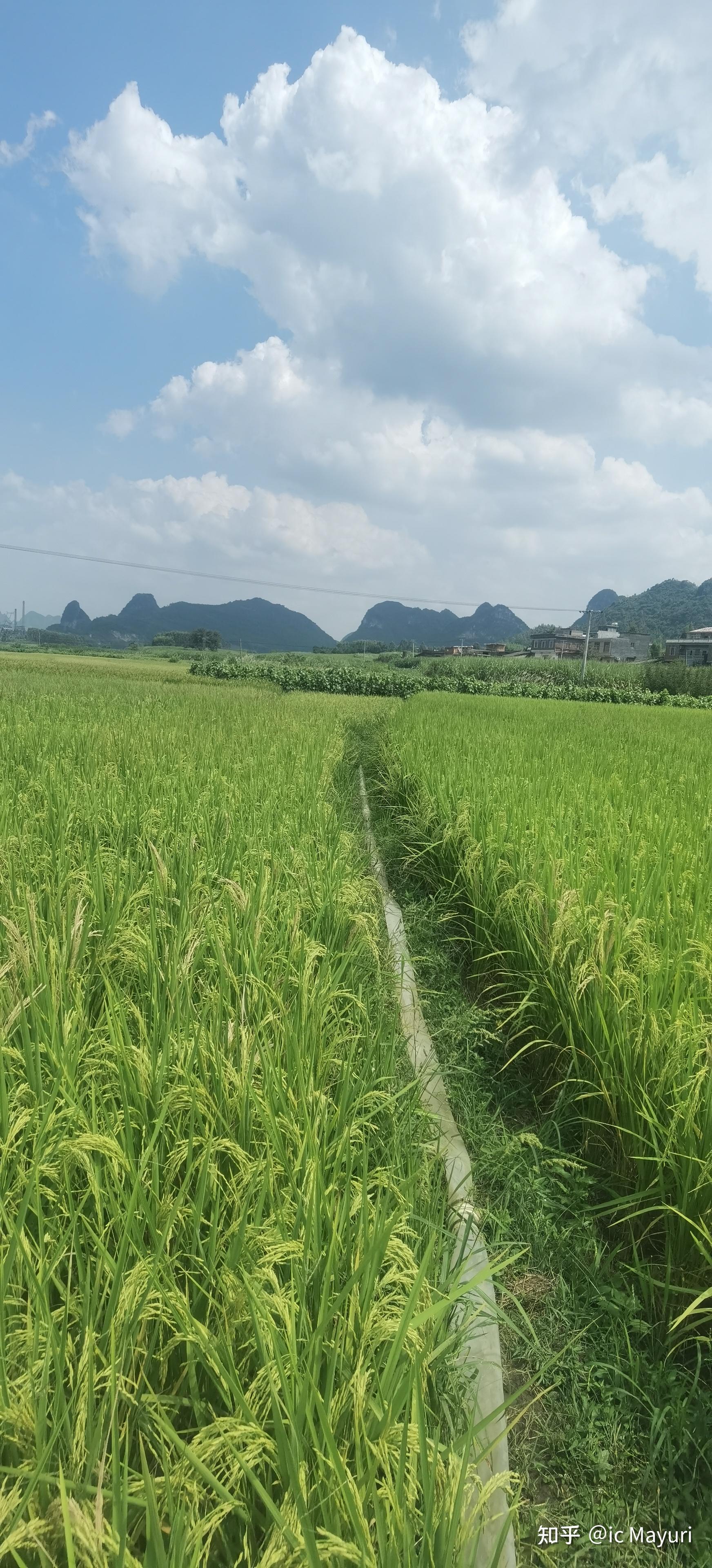 家乡的稻田 - 知乎