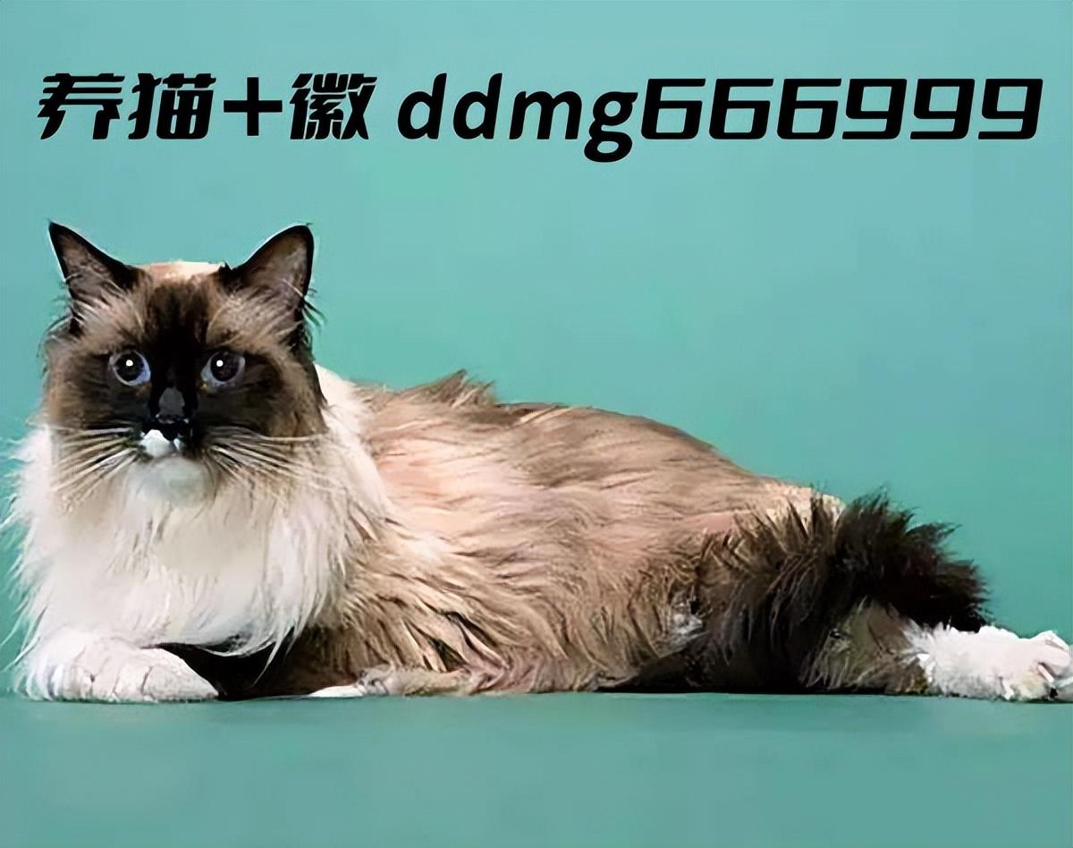 巴厘猫多少钱一只,巴厘猫价格