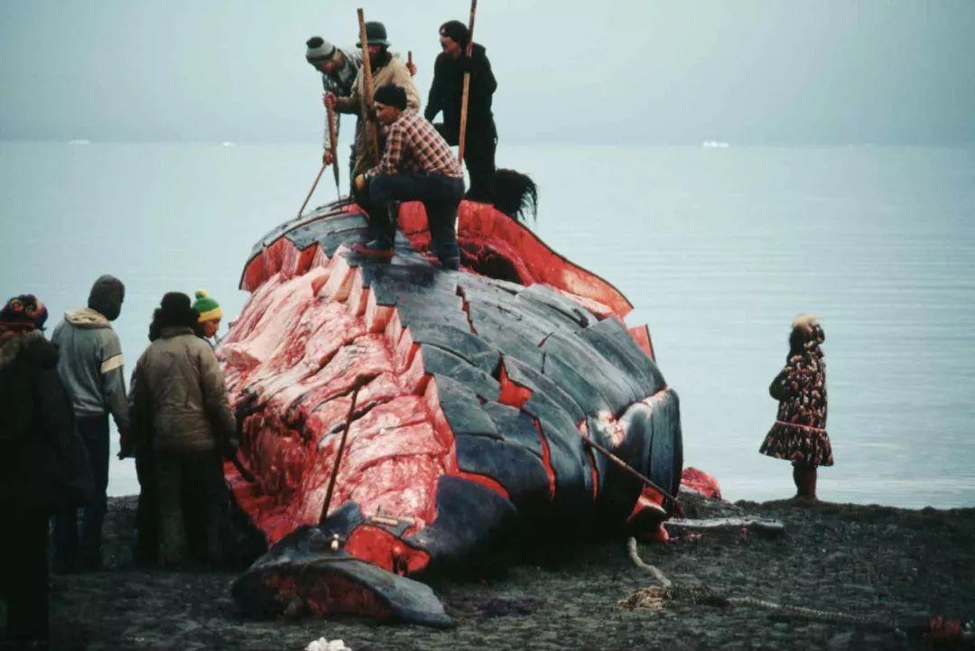 1981年,因纽特猎鲸人正在处理一头弓头鲸尸体.