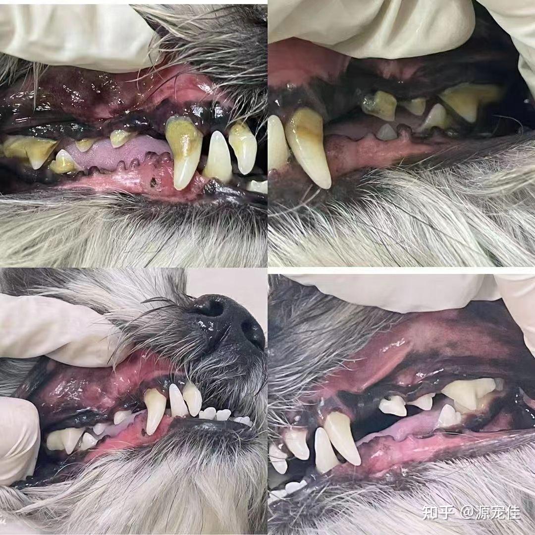 狗狗猫咪牙结石严重了再处理行吗