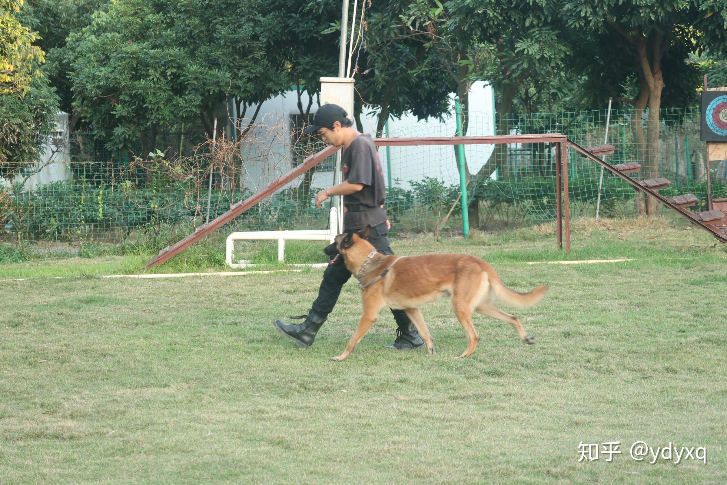 中山伊甸园训犬基地搜救犬的一天