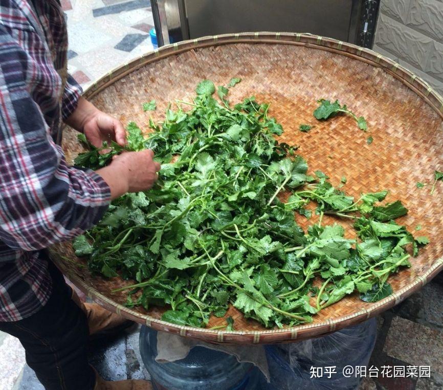 9种常见的野菜,比青菜还好吃,解腻又养人,看见别错过-几种常见野菜图片