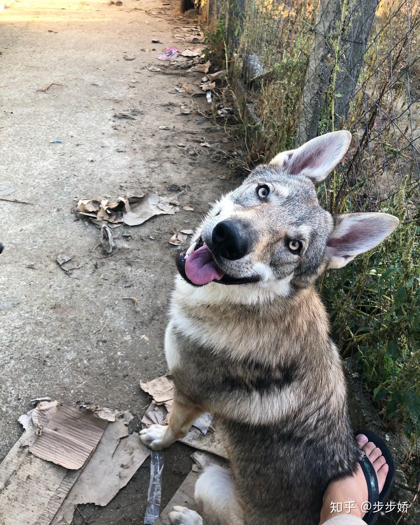 捷克狼犬到底是什么样的狗狗