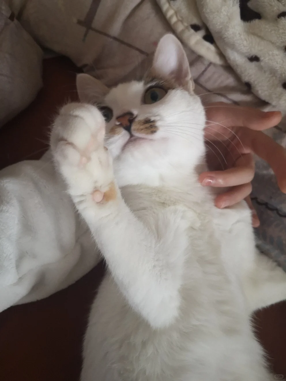 打猫会让它变顺从吗?到底能不能打猫? - 知乎