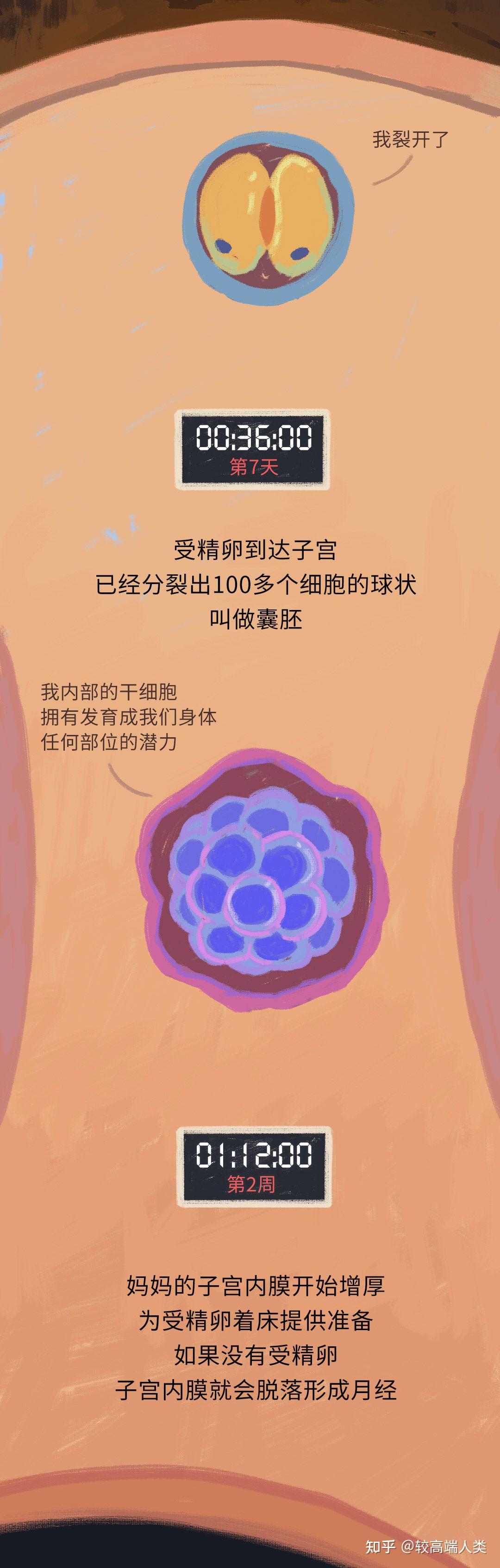 怀胎十月的过程中,我们在妈妈体内经历了什么? - 知乎