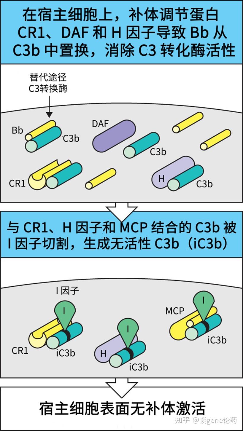 补体系统与固有免疫(五) - 知乎