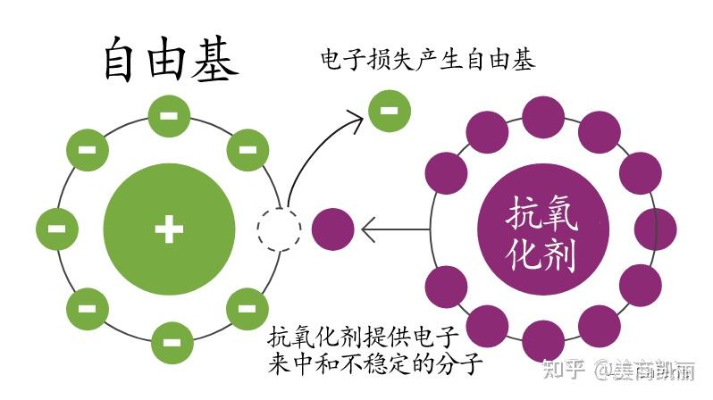如何应对自由基