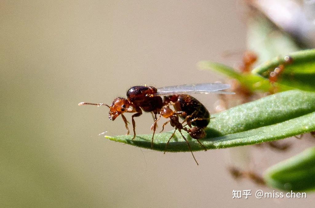 50张高清图带你全面认识红火蚁和蚁巢! - 知乎