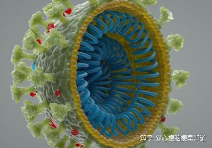 病毒的结构非常简单,仅由一个核酸长链和蛋白质外壳构成,病毒没有自己