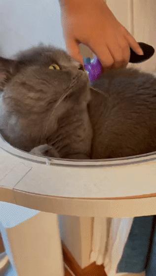 狗狗催吐竟然吐出粉色条状物女主人害羞的无地自容那是姐夫