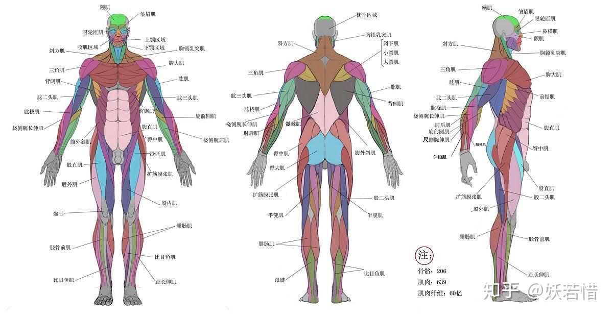 人身肌肉分布及走向图图片