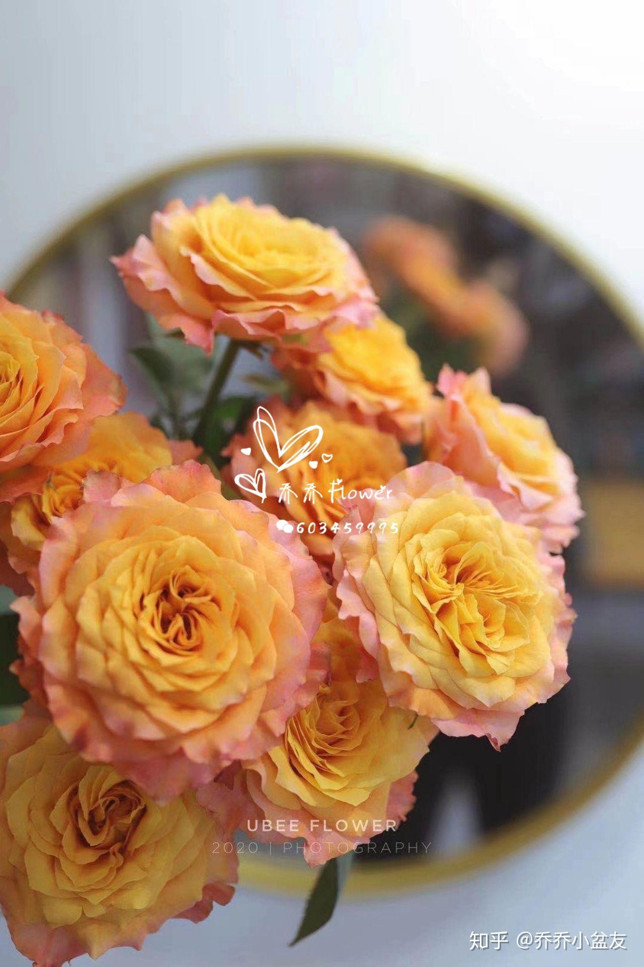 渐变色的玫瑰花你喜欢么