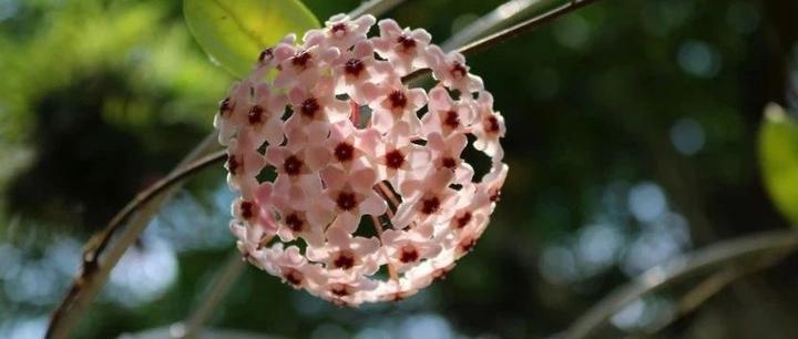 养活球兰不容易 每个球有它的脾气 知乎