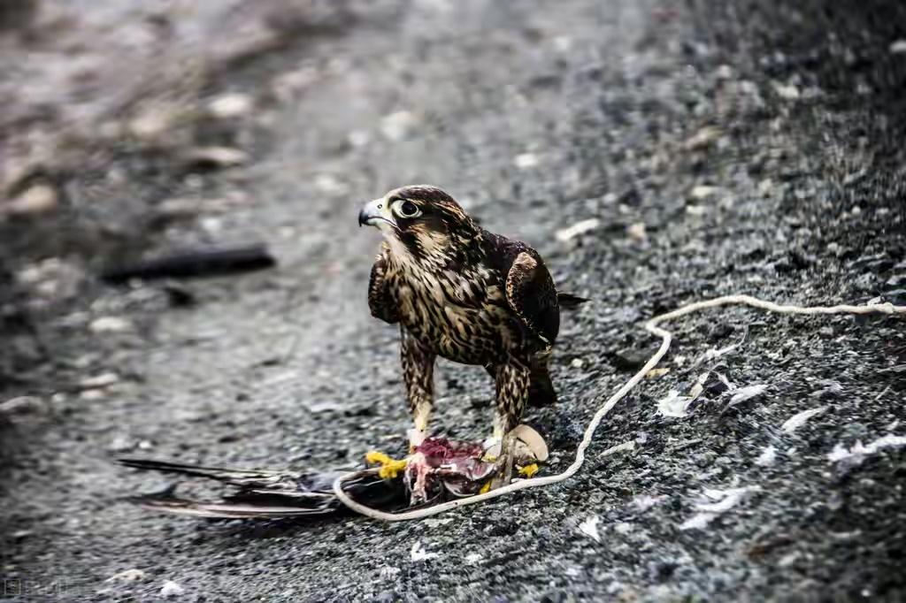梅花三弄,驾鹤西去