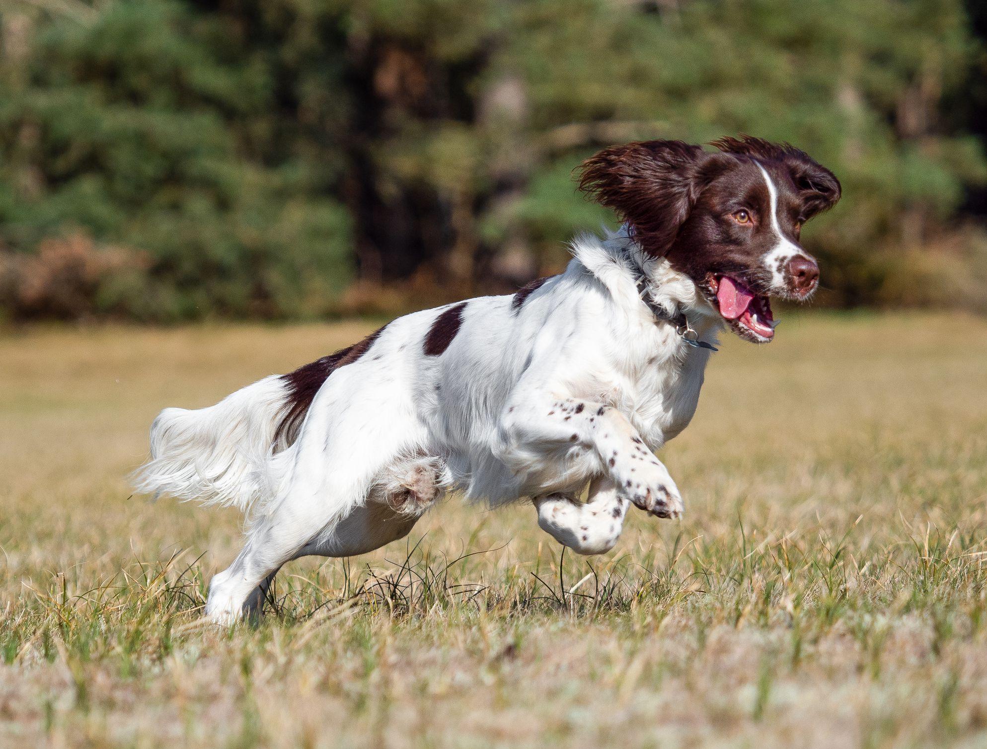 207个品种纯种犬介绍十(英国史宾格犬和克伦伯猎犬) - 知乎