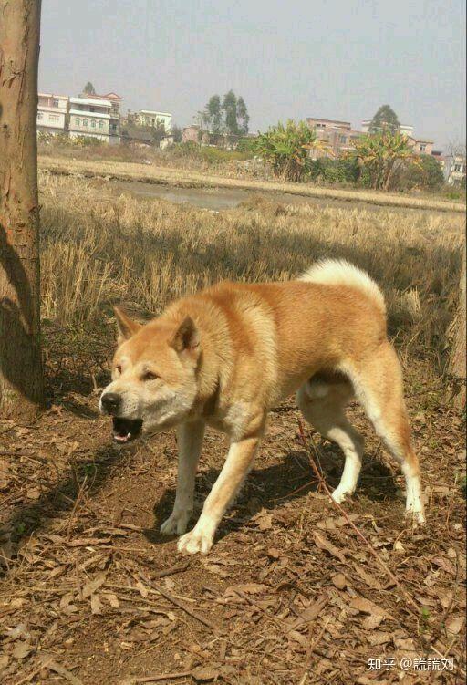 一些田園犬愛好者發的自己的愛犬照片我在網上找了一些圖片做一個比較