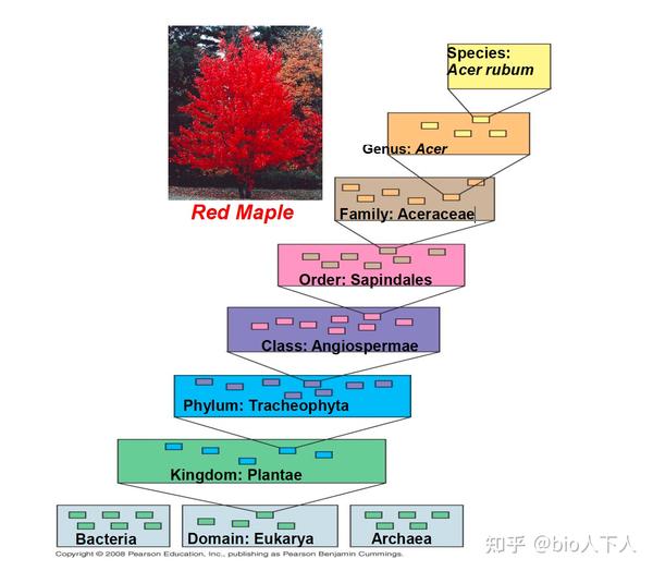 生物科学·双语笔记（生物多样性·植物） - 知乎