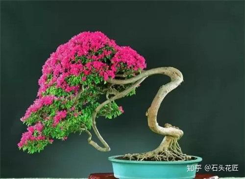 精品三角梅老桩 v2-fa0bce31d82c8ccce489e48dc5e72046_r.jpg