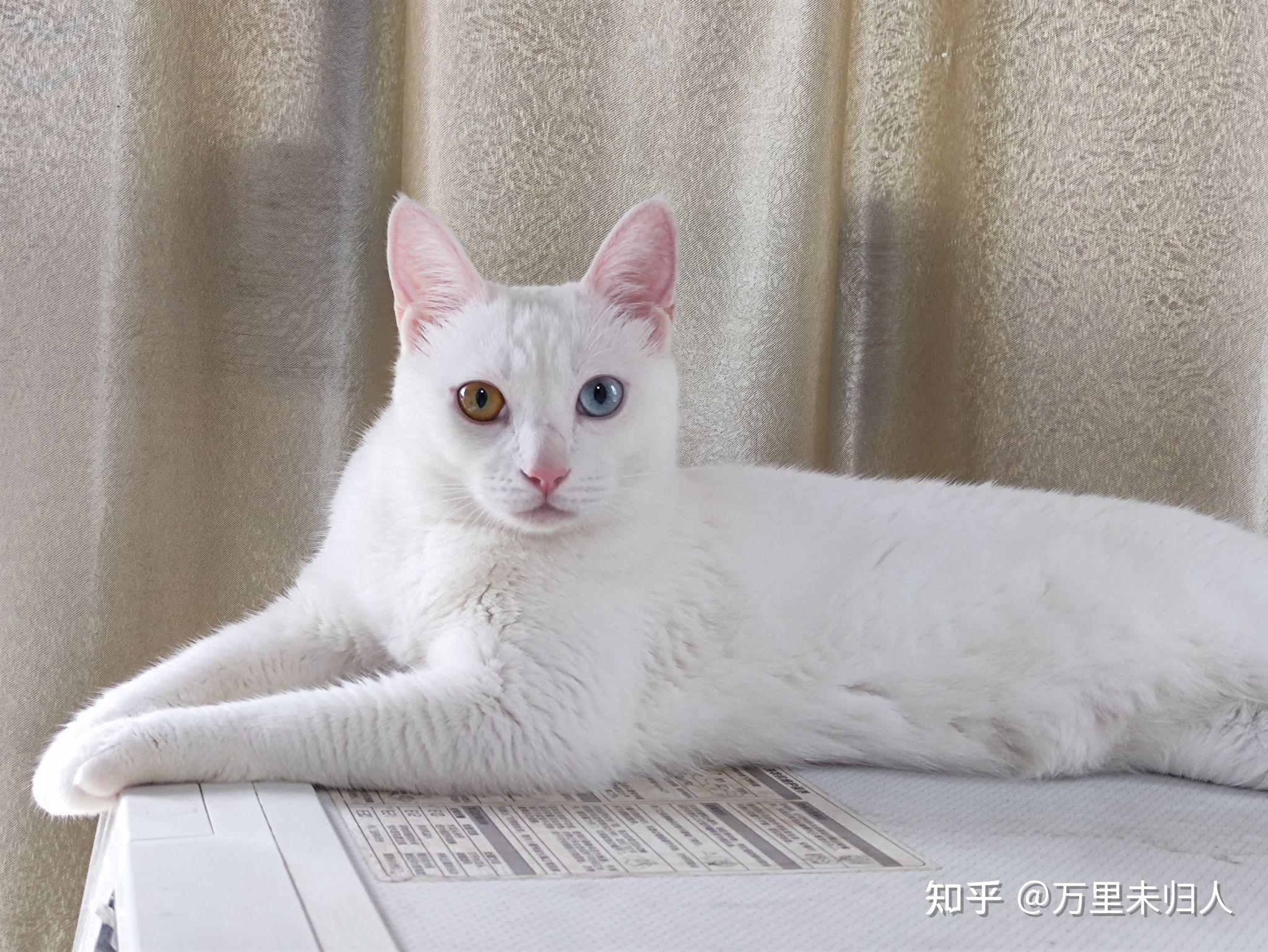 这只小猫是长毛还是短毛是狮子猫吗