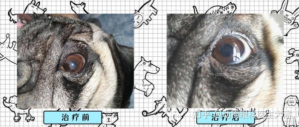 狗狗眼睛发黑了会失明 巴哥 斗牛 京巴 都是常发品种 知乎