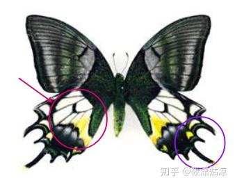 蜜蜂和蝴蝶怎么区分 v2-fa1aae7f7b8b04efbe870735b38ab0ce_b.jpg