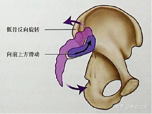 03,产后对骶髂关节骨骼运动学的影响