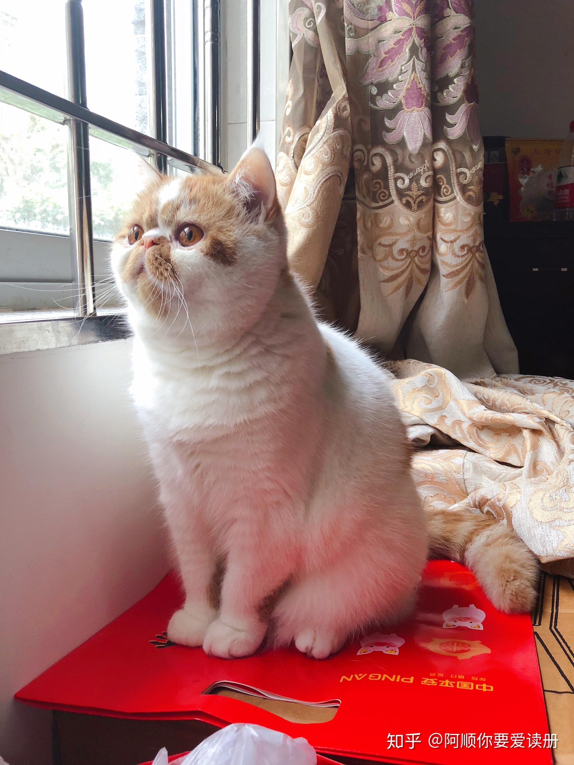 加菲猫异国短毛猫的萌值有多高