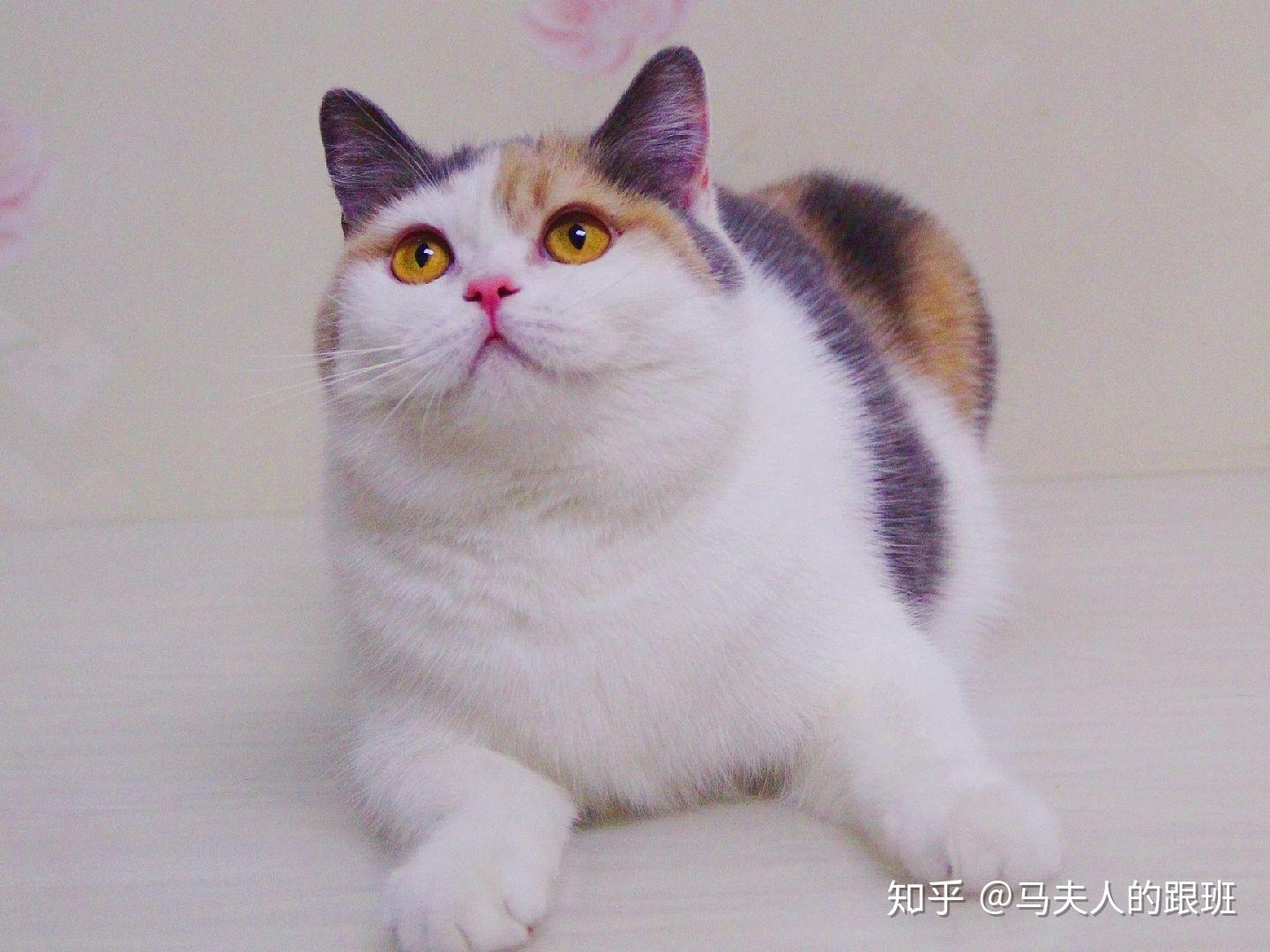 英短三花的宝宝们