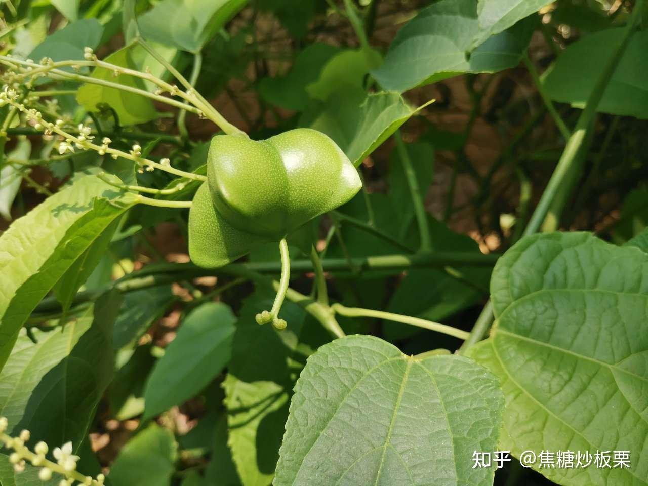 神奇的星形藤本植物美藤果 - 知乎