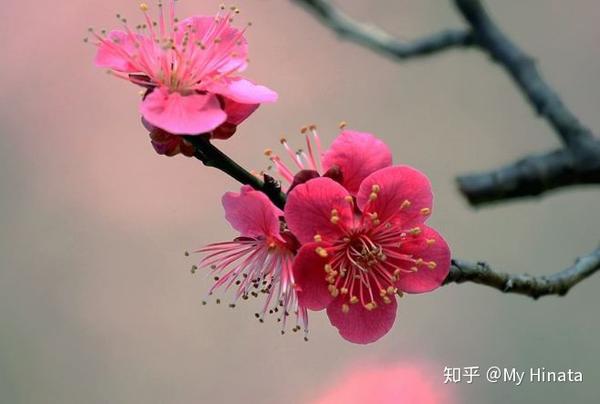 最美的季节遇见你 日本樱花祭全攻略 知乎