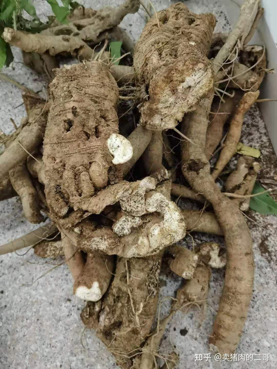 野生草药大浪伞图片图片