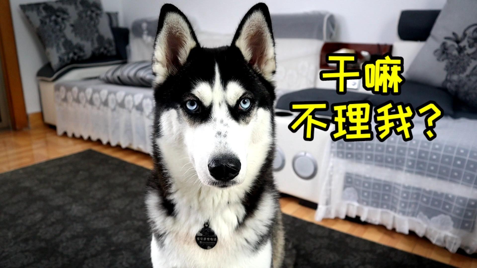 主人和二哈打拳击二哈怂了不敢还手