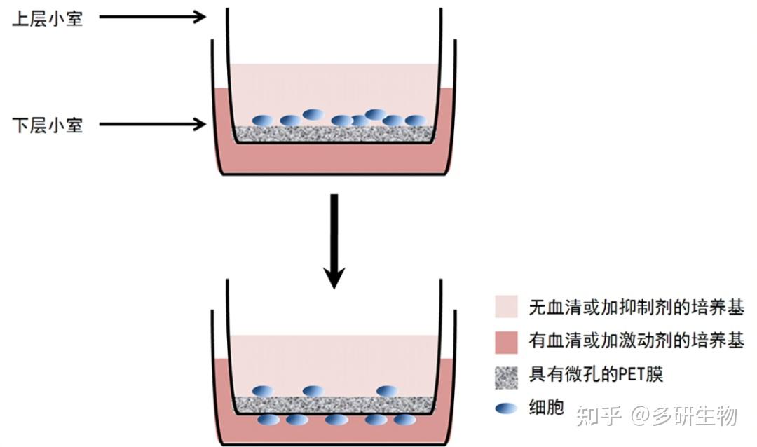 Transwell Model 细胞迁移全攻略:细胞划痕、Transwell实验深度解析 - 知乎