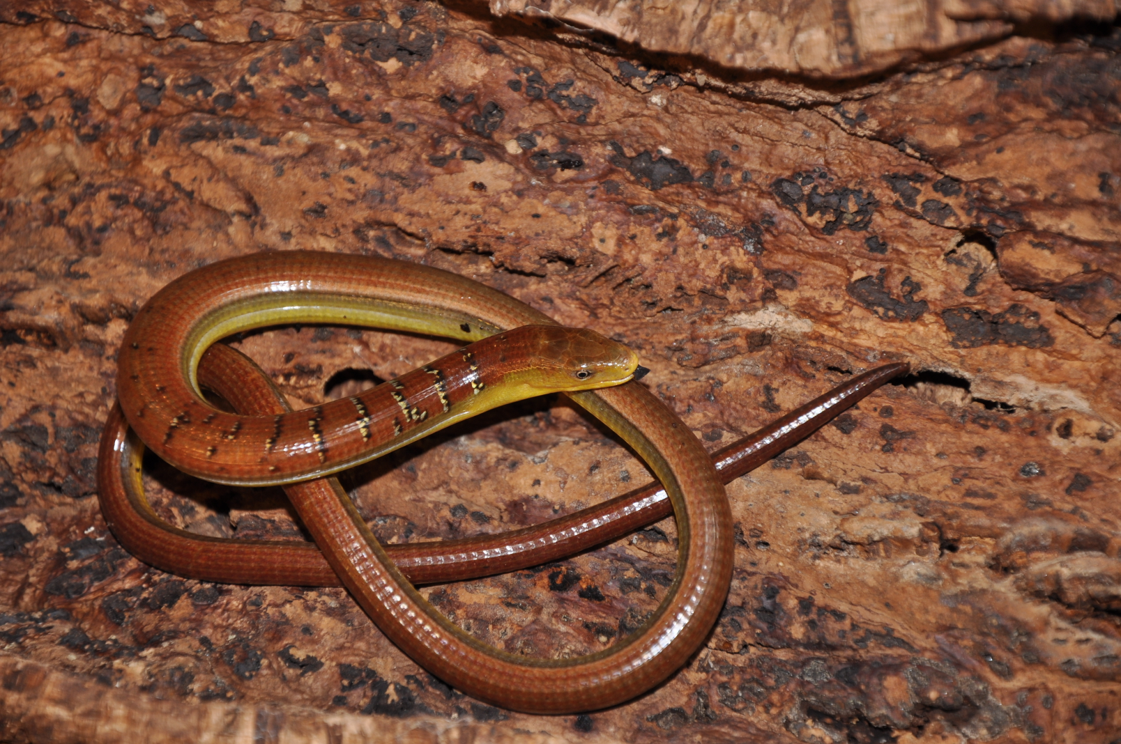 参考答案从上至下ophisaurus harti 脆蛇蜥elaphe taeniura 黑眉锦蛇