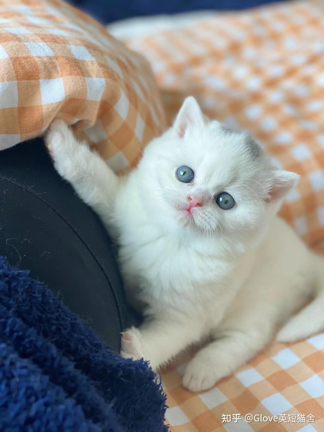 这是中华田园猫还是英短纯白? - 知乎