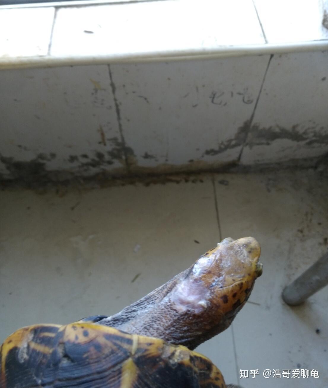沼泽侧颈龟腐皮图片