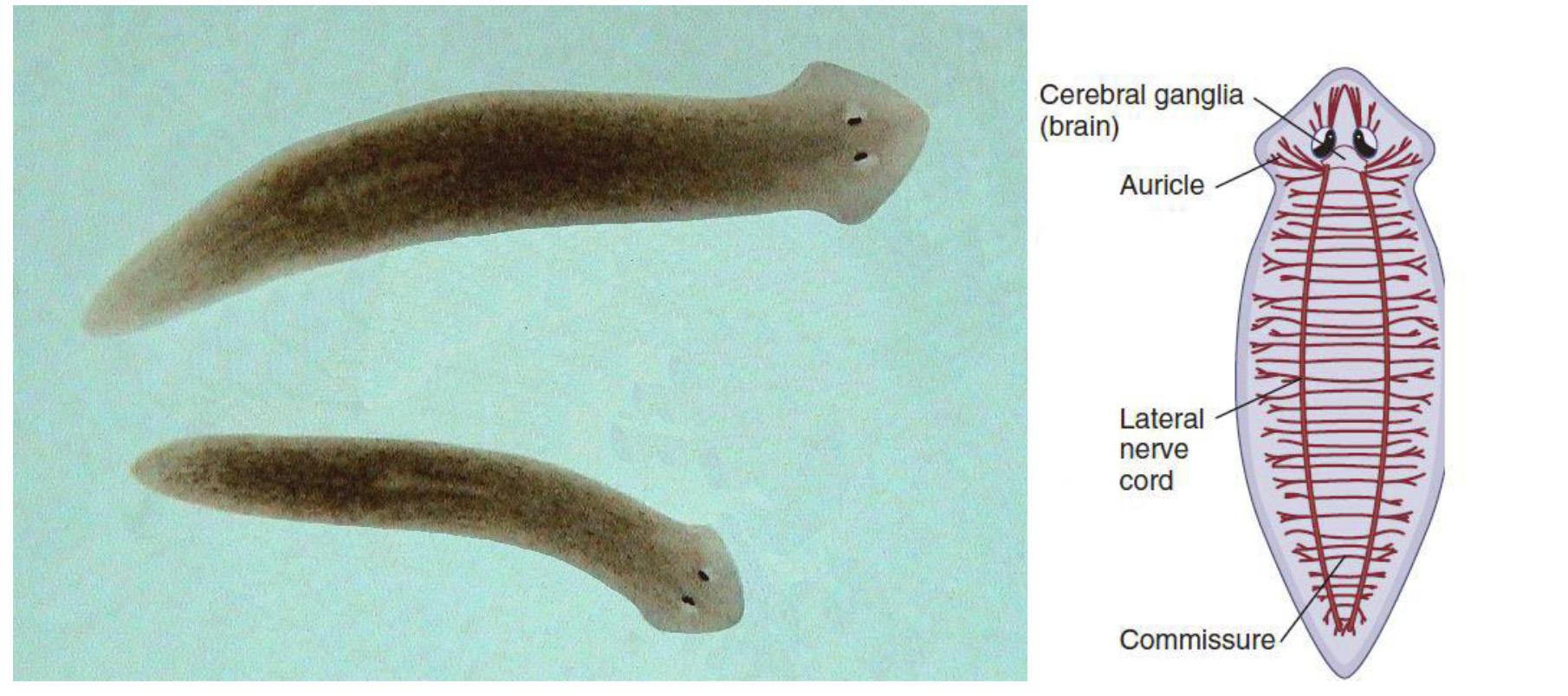 Нервная система плоские черви картинка