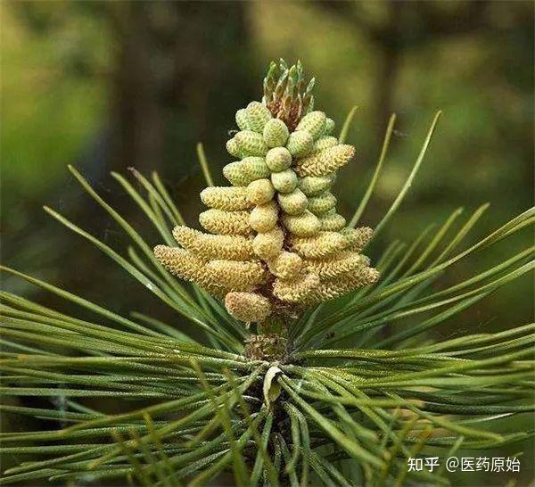 带你识别油松节 - 知乎