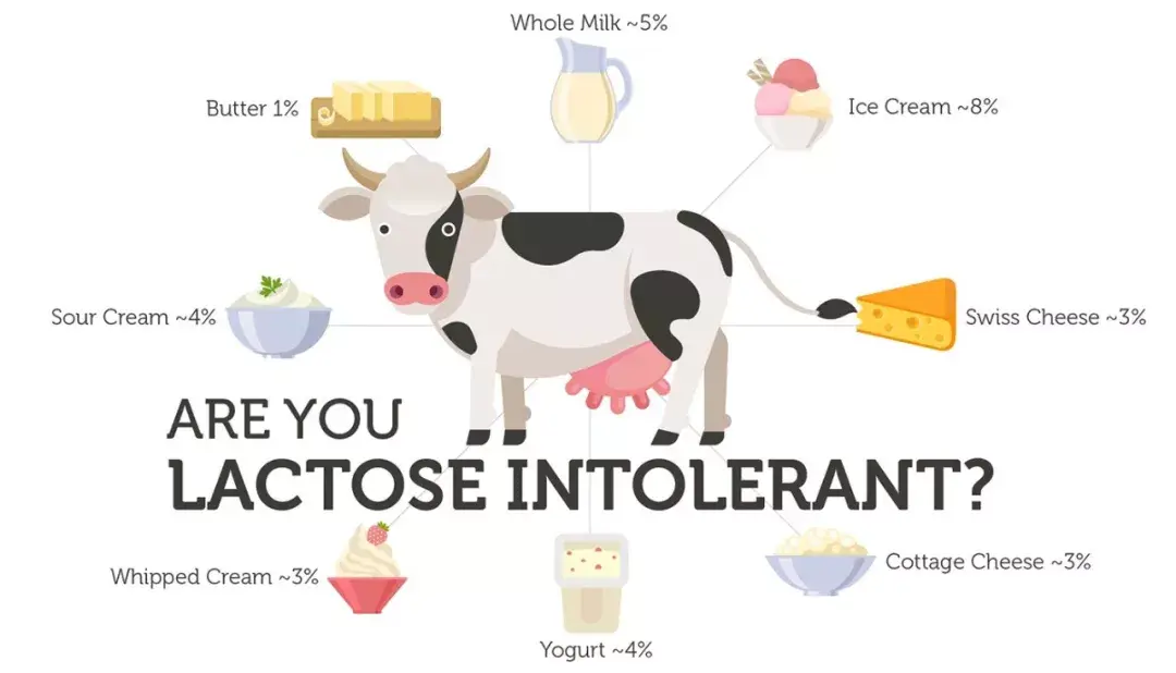 Brie Cheese And Lactose Intolerance at Anthony Hernandez blog