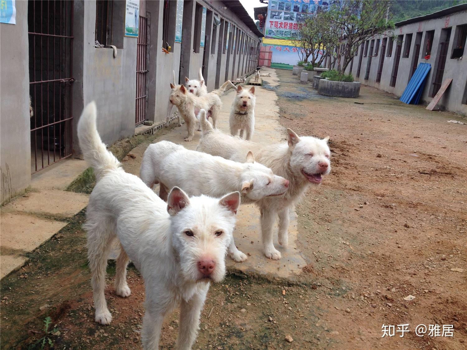 出售纯种贵州下司犬出售 - 桂林宠物交易信息 - 桂林二手市场
