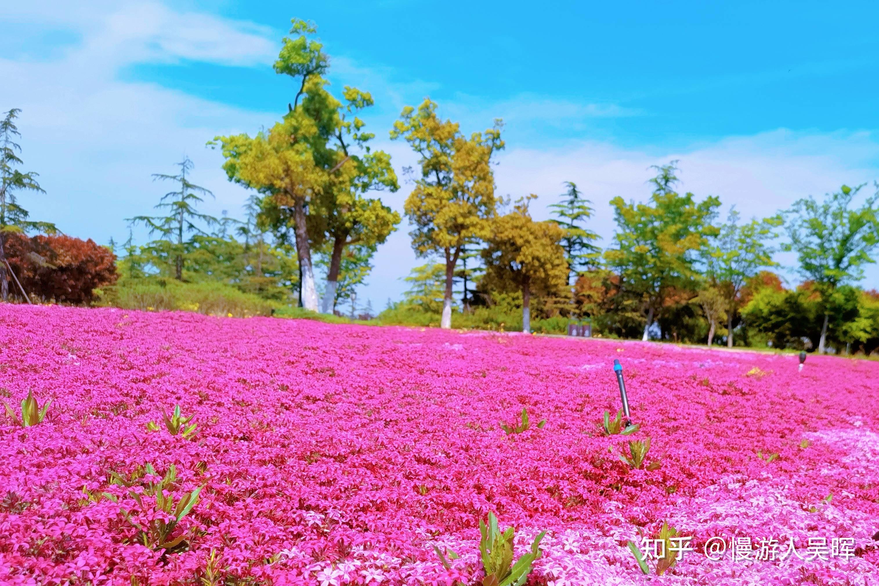 淮安游玩|白马湖向日葵丨烧烤花海情侣照 知乎