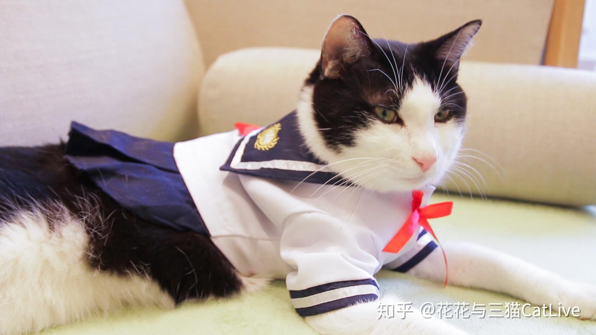 活泼可爱实力c位杜甫公主丰腴娇艳猫咪女仆咖啡厅内▼快来看快来看呐!