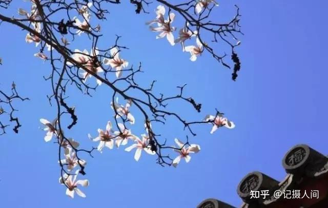 春季北京到哪儿可以观赏玉兰花?您就去这几个地方 - 知乎